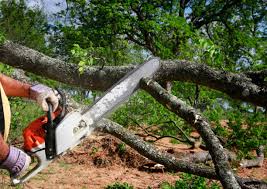  Childress, TX Tree Removal Pros