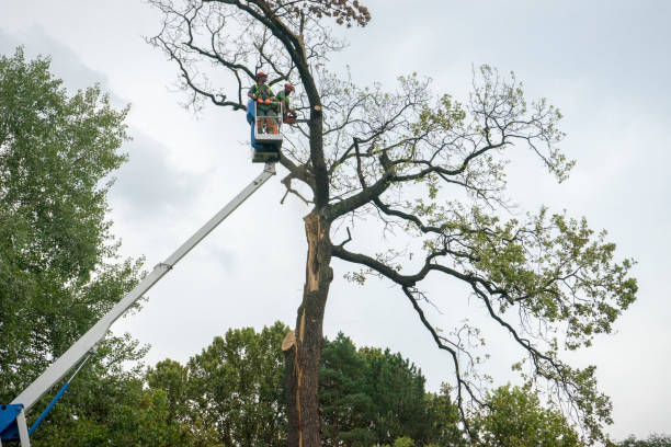 Best Utility Line Clearance  in Childress, TX