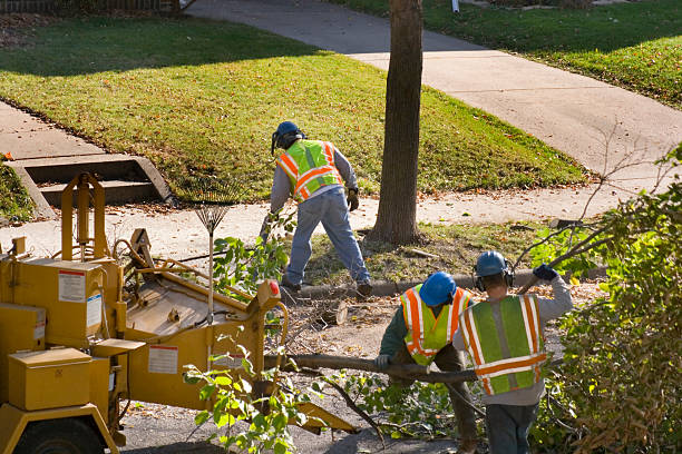 Best Tree Preservation Services  in Childress, TX