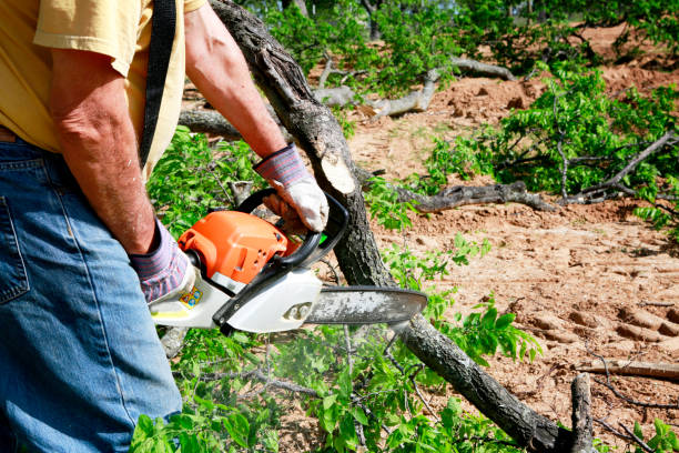 Best Tree Trimming and Pruning  in Childress, TX